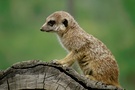 Erdmännchen im Zoo