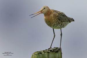 Uferschnepfe (Limosa limosa)