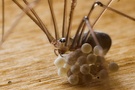 Zitterspinne mit Nachwuchs