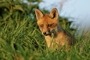 Vulpes vulpes