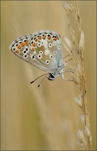 Himmelblauer Bläuling (Lysndra bellargus)