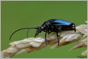 Blaubock (Carilia virginea)