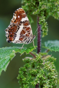 Araschnia levana