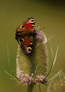 Tagpfauenauge (Inachis io)