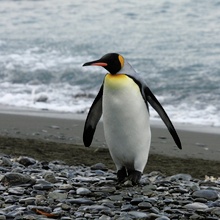 Königspinguin in Südgeorgien