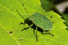 Grüner Stinker