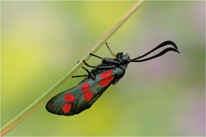 Blutströpfchen