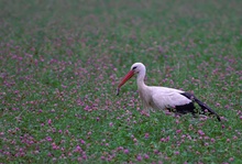 Storch mit Beute