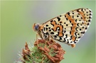 Roter Scheckenfalter (Melitaea didyma)