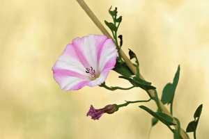 Acker-Winde (Convolvulus arvensis)