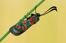 Esparsetten-Widderchen (Zygaena-carniolica)