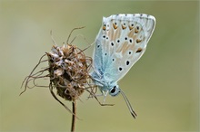 Silbergrüner Bläuling (Polyommatus coridon)