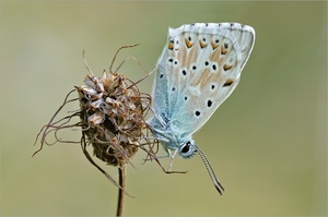 Silbergrüner Bläuling (Polyommatus coridon)
