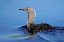 Auftauchender Sterntaucher