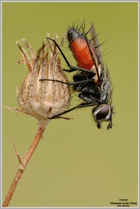 Raupenfliege (Cylindromyia spec.)