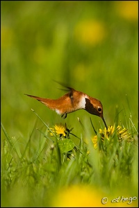 Rufous Hummingbird