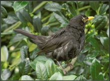 Amsel