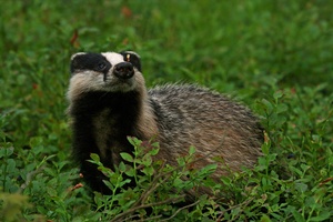 junger Dachs im Wendland