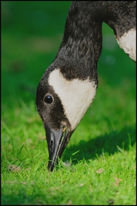 Kanadagans (Branta canadensis)