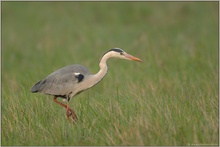 auf der Jagd... Graureiher *Ardea cinerea*