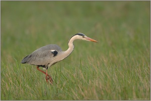 auf der Jagd... Graureiher *Ardea cinerea*