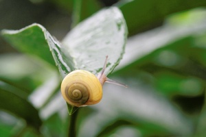 Schnecke