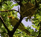 Pirol am Nest