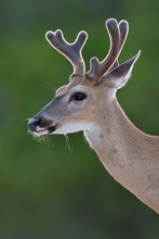 ~ Key Deer  III ~