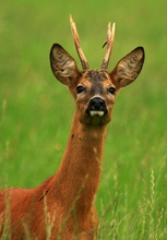 schöner Bock in der Blattzeit