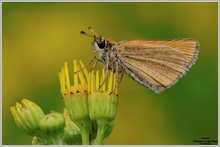 Braunkolbiger Dickkopffalter (Thymelicus sylvestris)