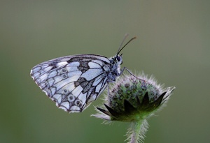 Schachbrettfalter