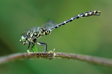 Onychogomphus forcipatus