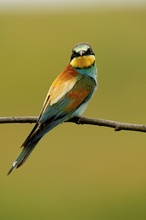 Bienenfresser (Merops apiaster) Bee-eater