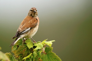 Bluthänfling (Acanthis cannabina)