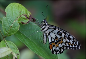 Lime Butterfly