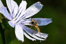 Schwebefliege auf Blume