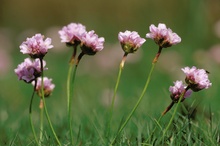 Strand-Grasnelken (Armeria_maritima)