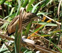 Zwergrohrdommel (Ixobrychus Minutus)