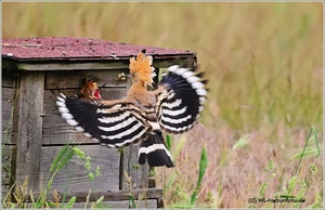 Wiedehopf ( Upupa epops)