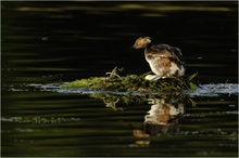 Podiceps nigricollis