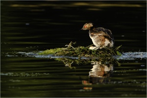 Podiceps nigricollis