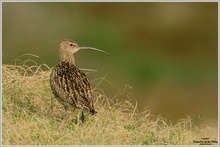 Großer Brachvogel (Numenius arquata)