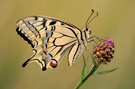 Papilio machaon 2008