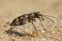 Dünen-Sandlaufkäfer (Cicendela hybrida)