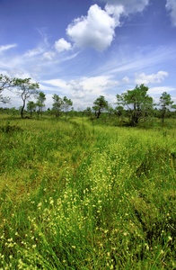 Moorgebiet bei Bad Feilenbach