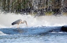 Fischreiher bei der Arbeit