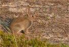 Hoppelchen