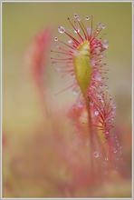 ~ Langblättriger Sonnentau (Drosera anglica) ~