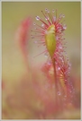 ~ Langblättriger Sonnentau (Drosera anglica) ~