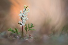 Sehnsucht nach Frühling.....